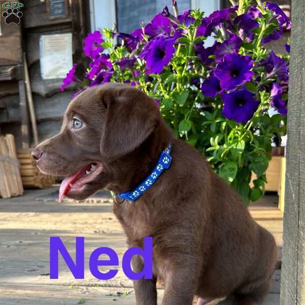 Ned, Chocolate Labrador Retriever Puppy